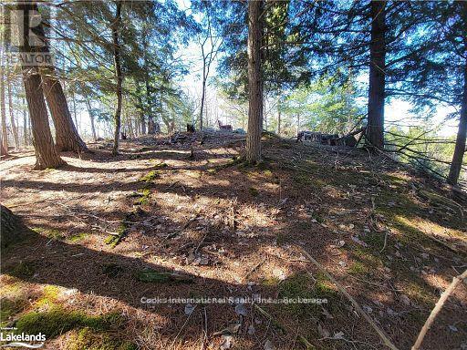 0 Highway 35 Highway, Lake Of Bays (Ridout), Ontario  P0A 1E0 - Photo 26 - X11996909
