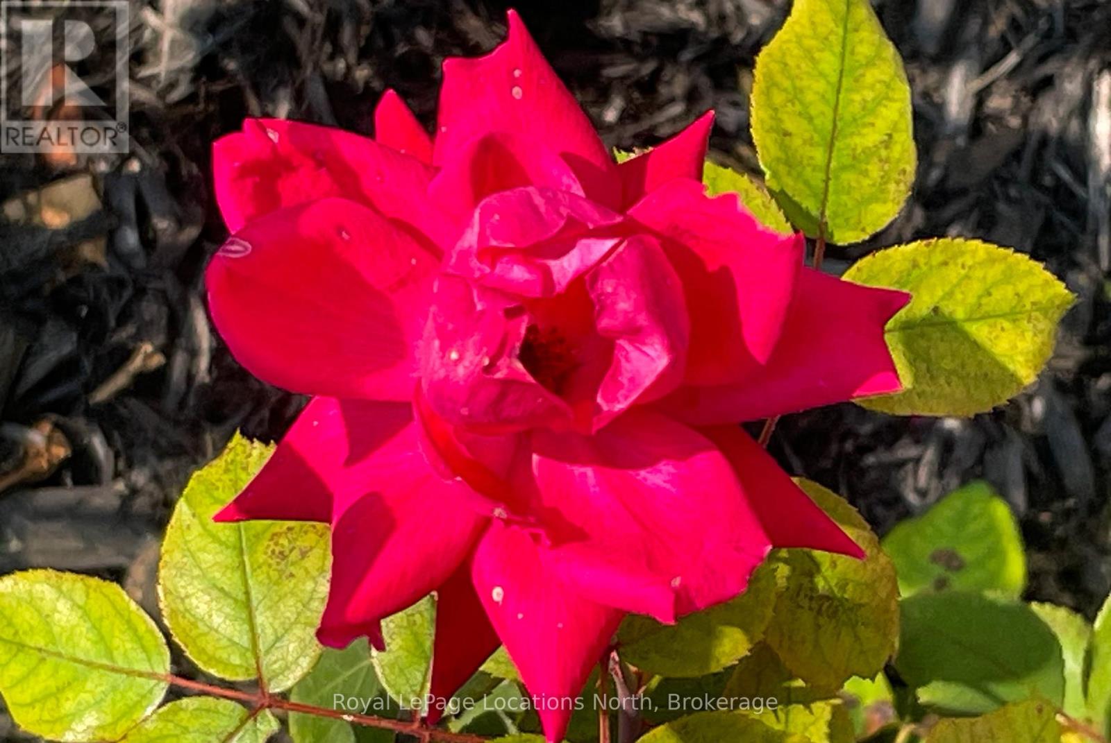 210 Cherry Street, Clearview (Stayner), Ontario  L0M 1S0 - Photo 9 - S12000537